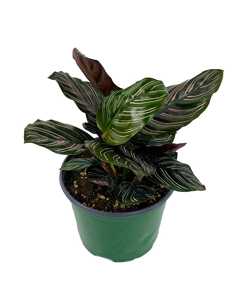 Calathea ornata 'Sanderiana'  6 inch