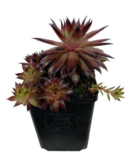 Sempervivum 'Mauna Kea' 4 Inch