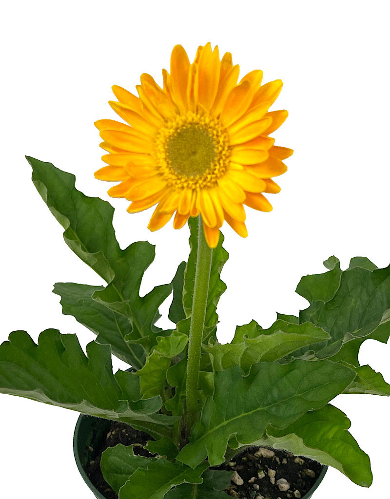 Gerbera garvinea 'Sweet Smile' 1 Gallon