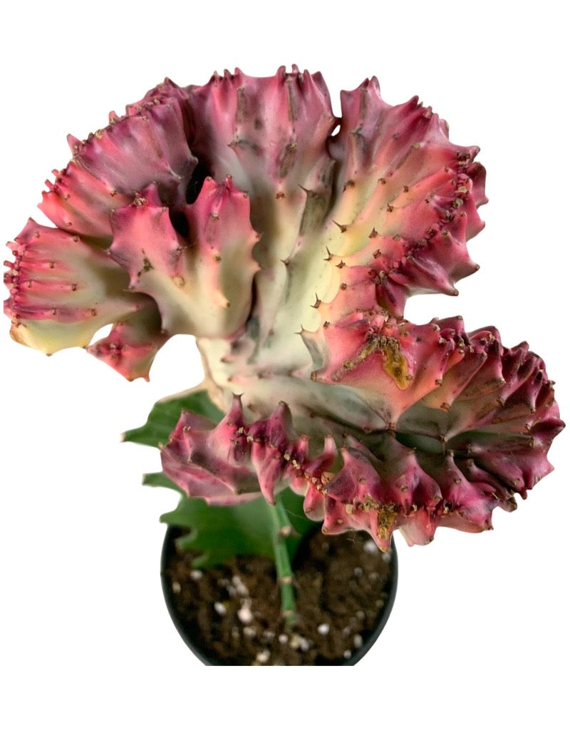 Euphorbia lactea crest Quart