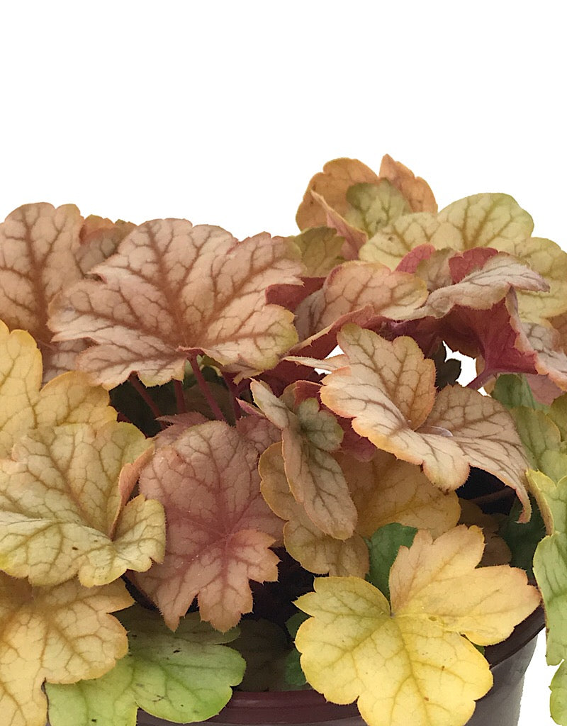 Heuchera 'Topaz Jazz'  1 Gallon