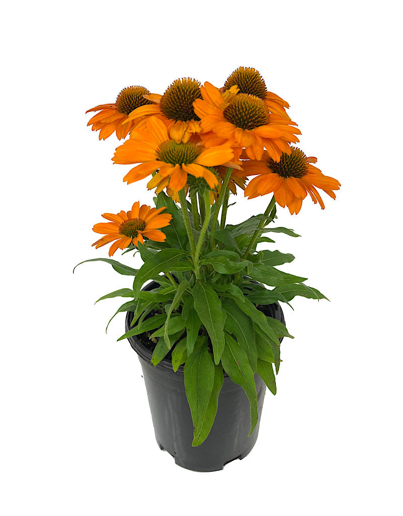 Echinacea 'Prima Saffron' 1 Gallon