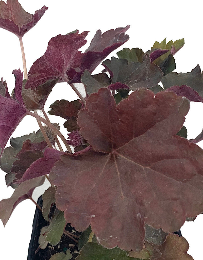 Heuchera 'Palace Purple Select' 4 Inch