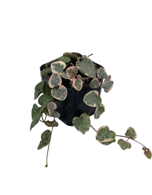 Ceropegia woodii 'Variegata' 2 inch