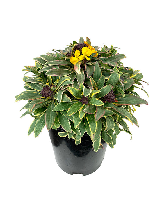 Erysimum 'Fragrant Star' 1 Gallon