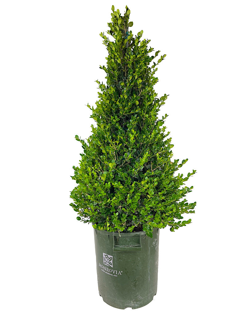 Buxus 'Winter Gem' Cone 7 Gallon