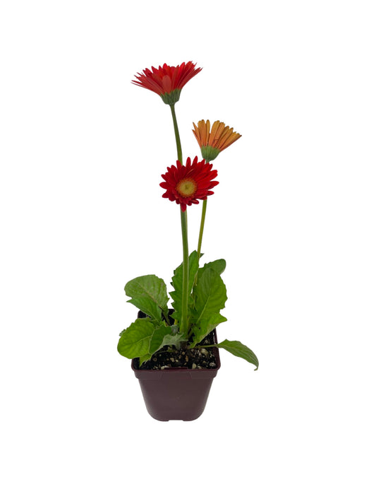 Gerbera garvinea 'Sweet Glow' Quart