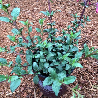 Phygelius 'Cherry Ripe' 1 Gallon