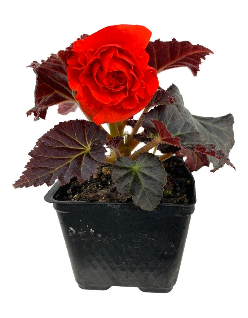 Begonia 'Nonstop Mocca Orange' 4 Inch