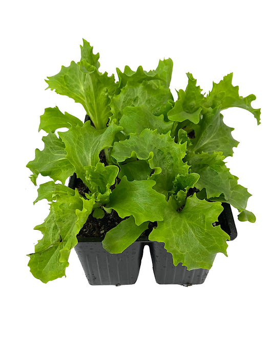 Lettuce 'Great Lakes Iceberg' Jumbo Traypack