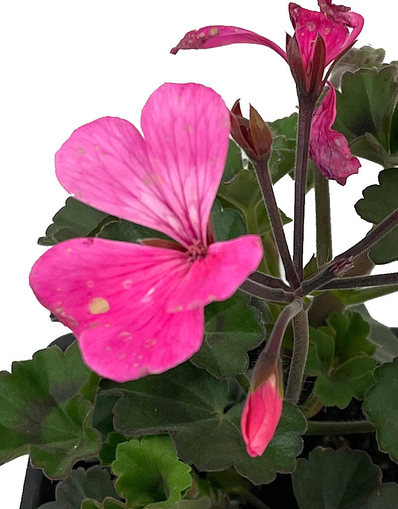 Geranium Zonal 'Caliente Pink'