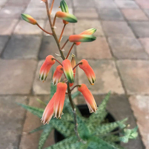 Aloe 'White Fox'- 6 inch