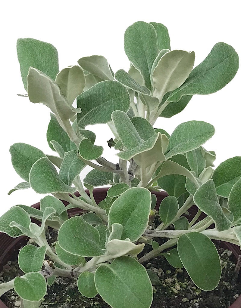 Senecio greyi 1 Gallon