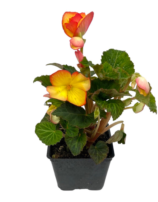 Begonia 'Nonstop Fire' 4 Inch