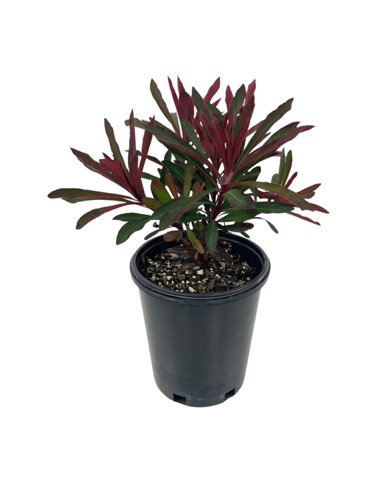 Euphorbia 'Miner's Merlot' 1 Gallon