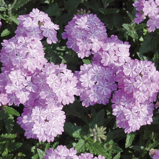 Verbena 'Lanai Lavender Star' 4 Inch