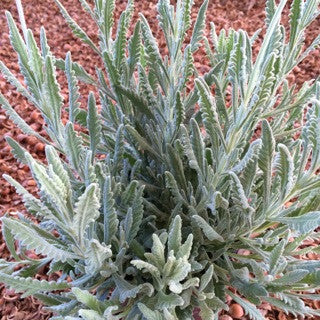 Lavandula 'Goodwin Creek' 1 Gallon