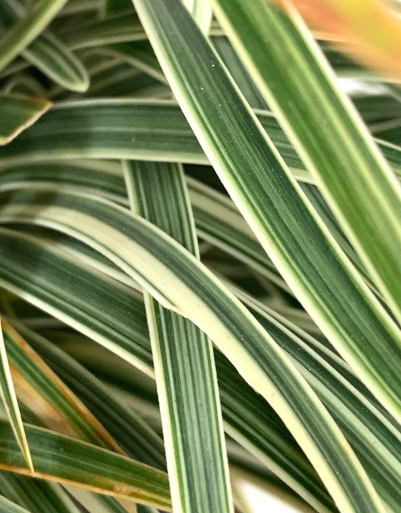 Ophiopogon japonicus 'Pam Harper'