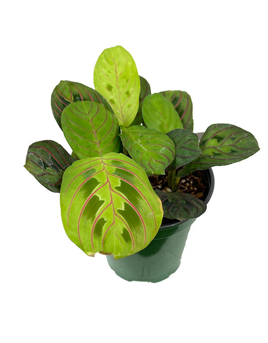 Maranta 'Prayer Plant' 4 Inch