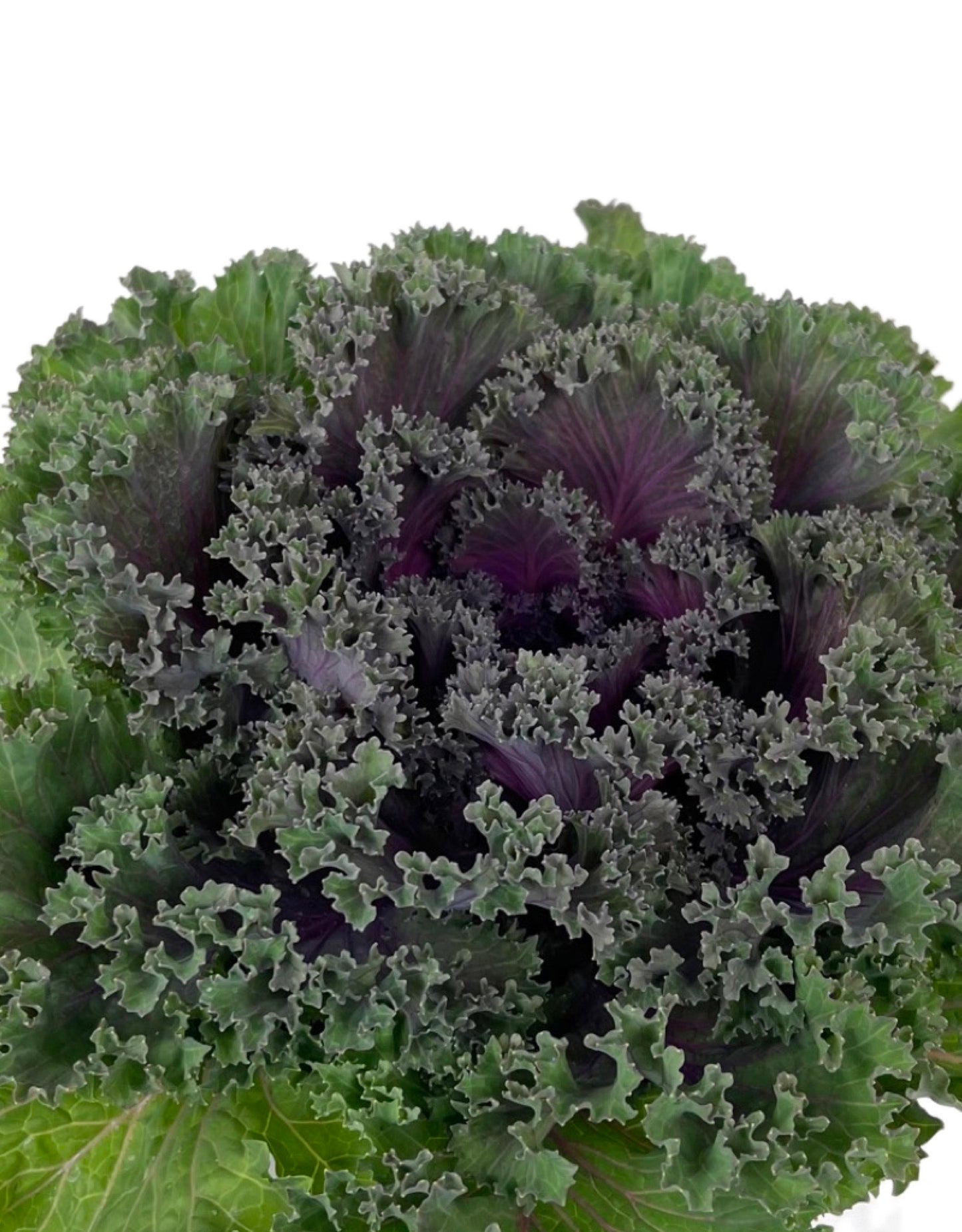 Kale 'Kamome Red' 1 Gallon