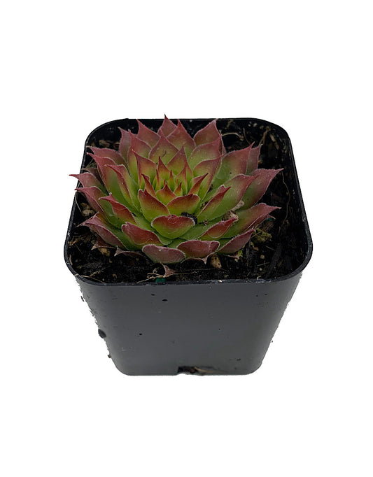 Sempervivum 'Gold Nugget'