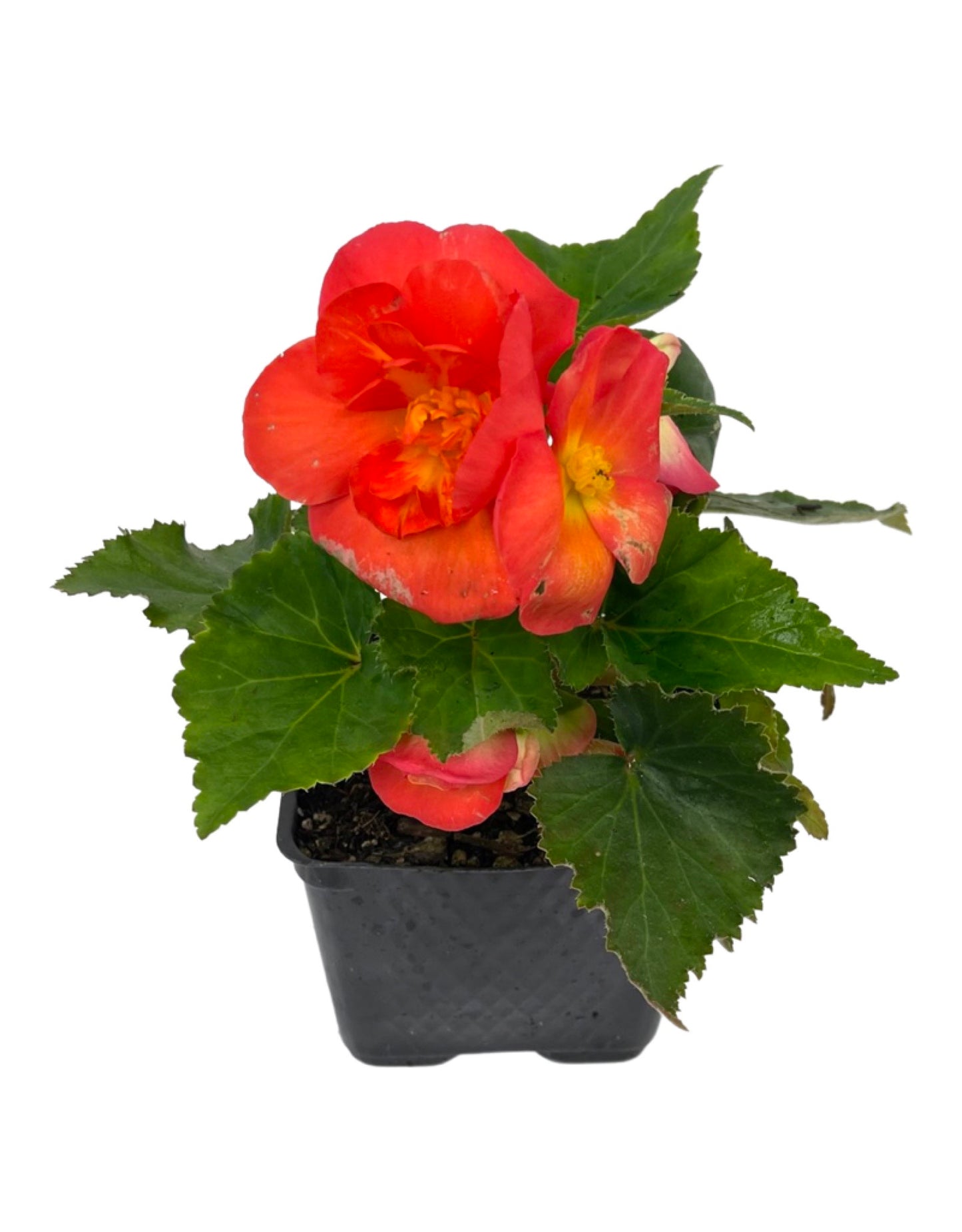 Begonia 'Nonstop Sunset' 4 Inch