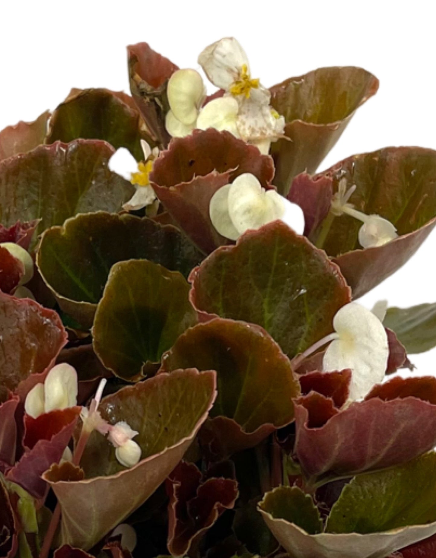 Begonia 'Cocktail Bronze Whiskey' Jumbo Traypack