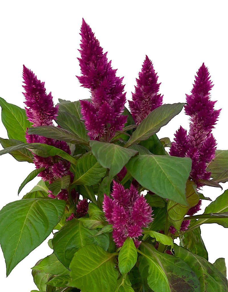 Celosia venezuela 6 Inch