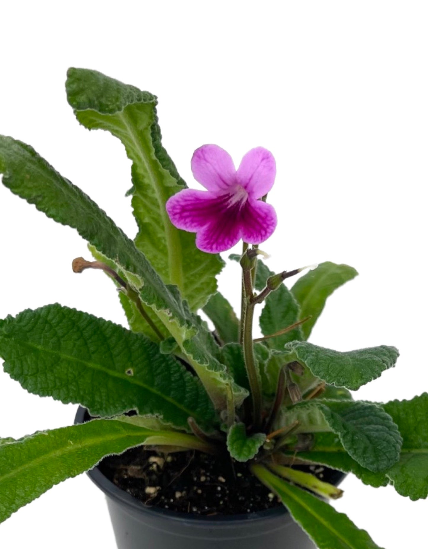 Streptocarpus 'Caitlin' Quart