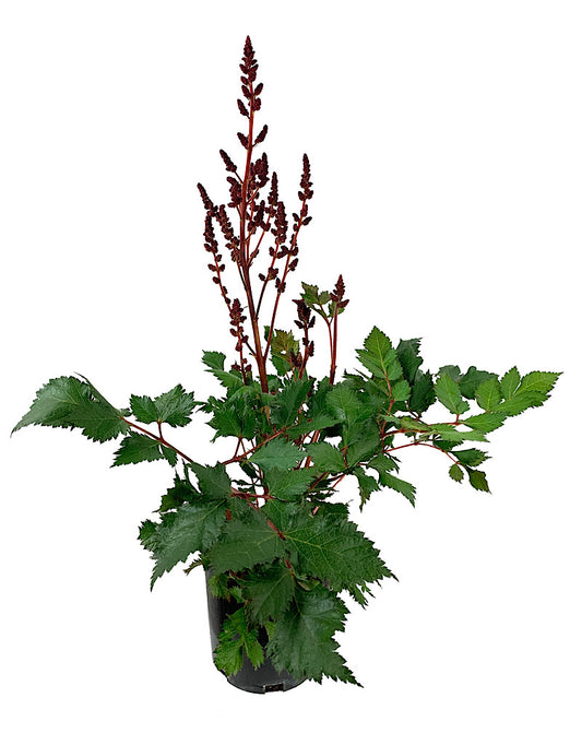 Astilbe chinensis 'Vision in Red' 1 Gallon