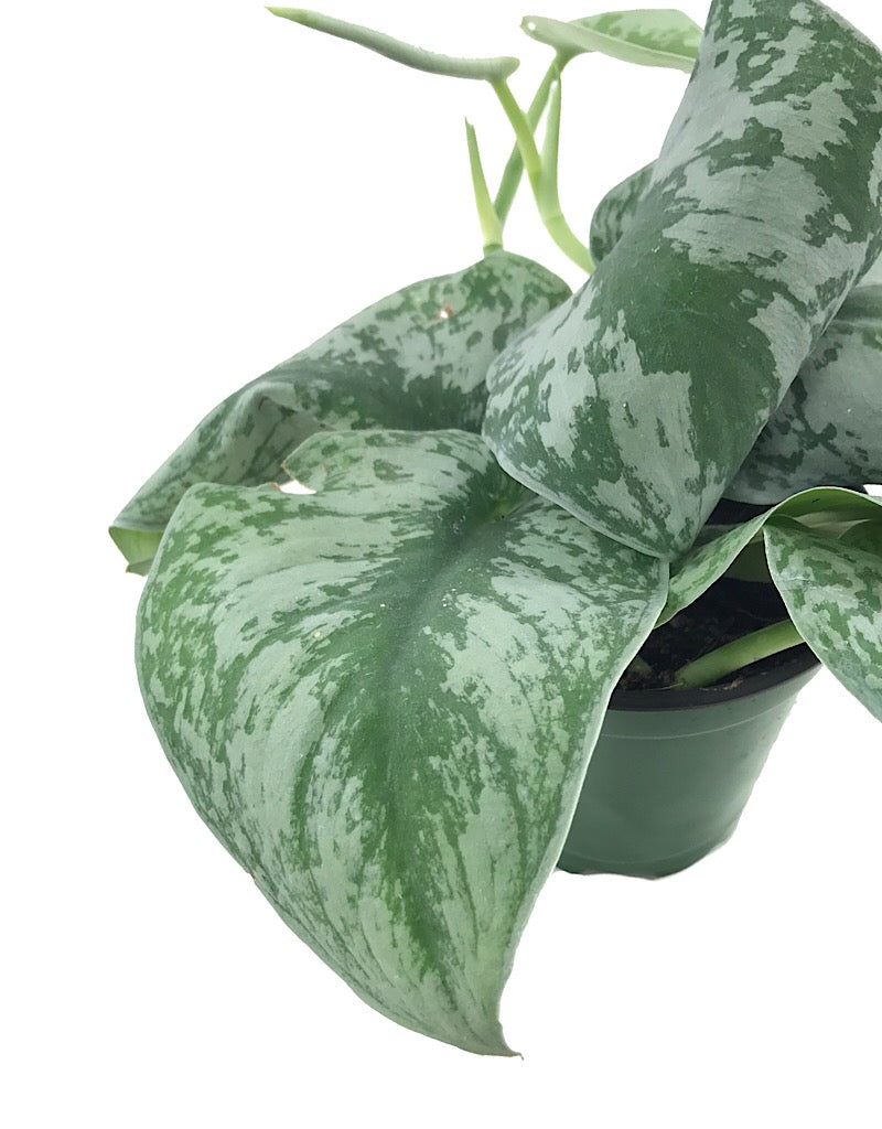 Pothos 'Silver Splash' 4 inch