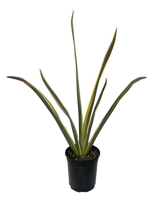 Phormium 'Alison Blackman' 1 Gallon