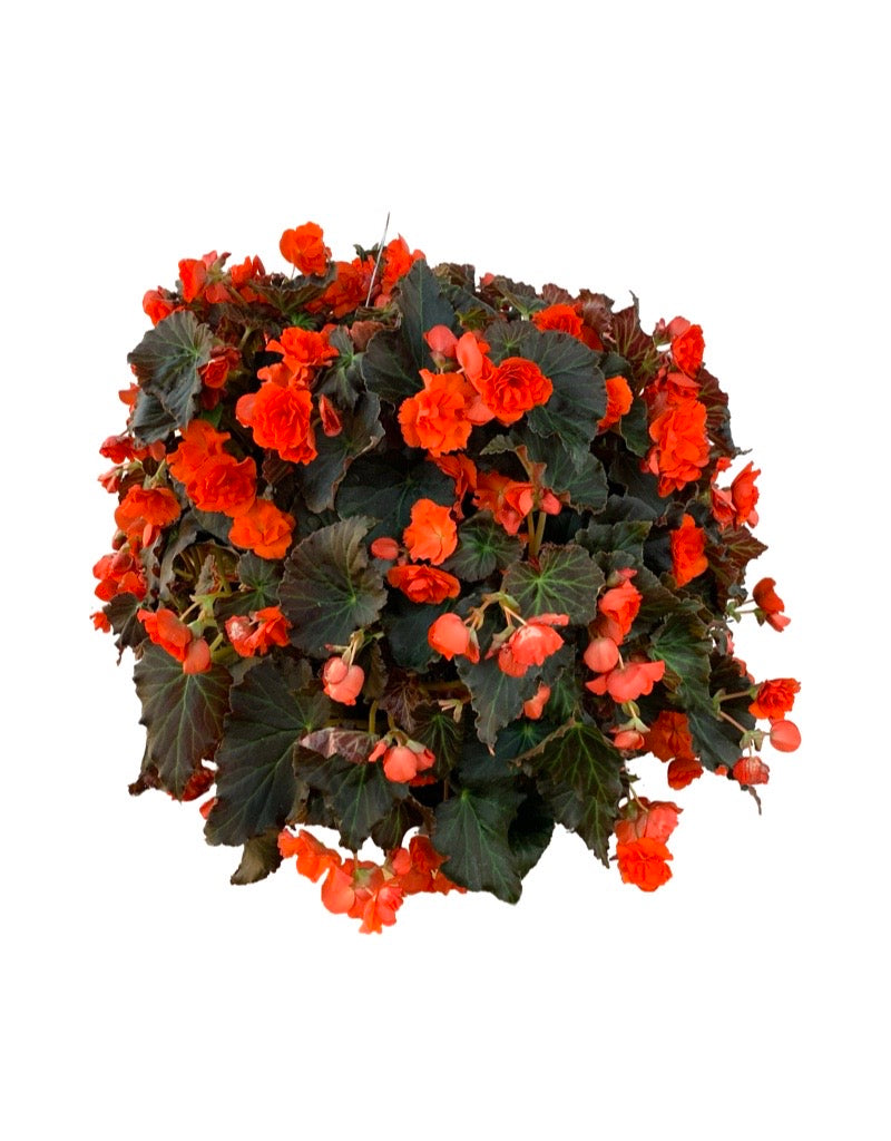 Moss Basket Solenia Begonia