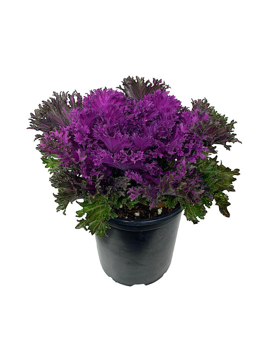 Kale 'Glamour Red' Quart