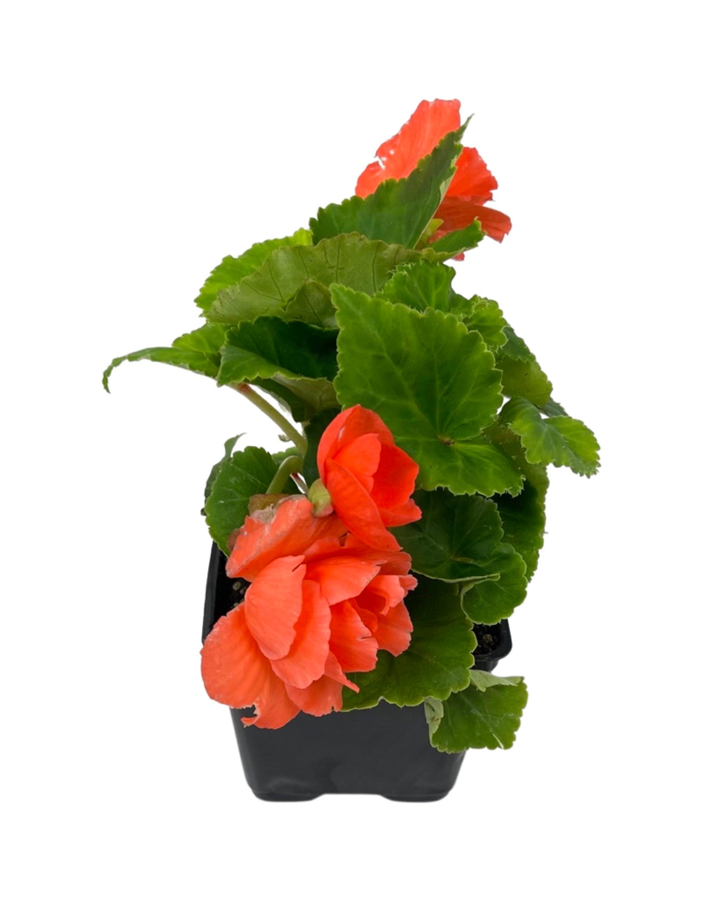 Begonia 'Nonstop Salmon' 4 Inch