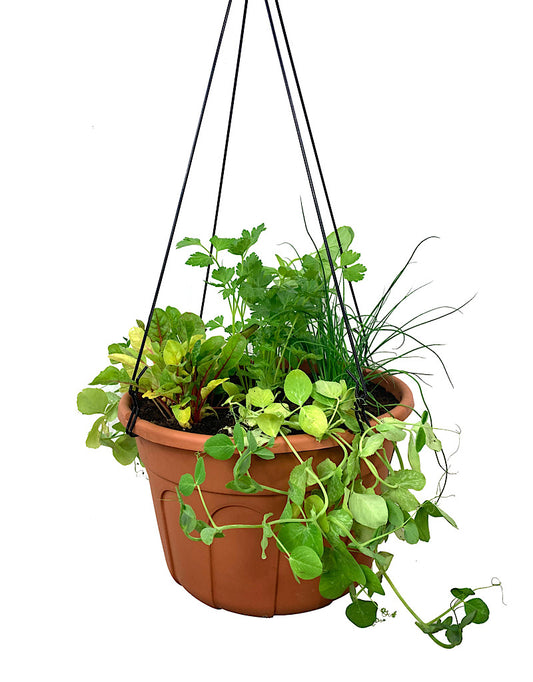 Edible Hanging Garden 2