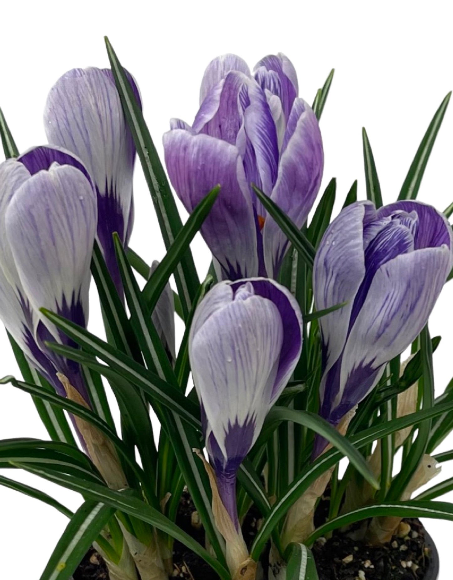 Crocus vernus 'Striped Beauty' 4 Inch