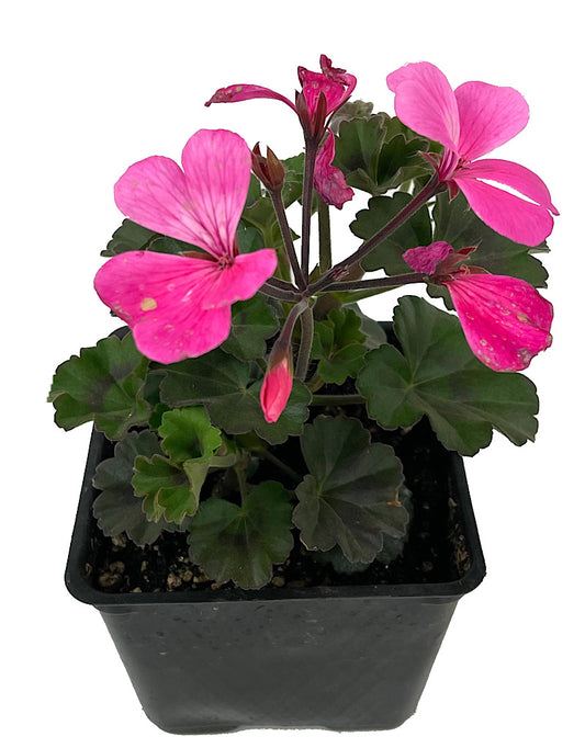 Geranium Zonal 'Caliente Pink'