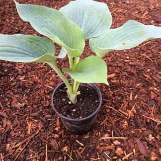 Hosta Sielboldiana 'Elegans' Quart