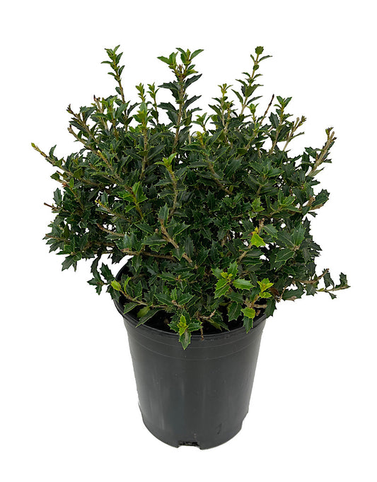 Osmanthus delavayi x heterophylla 1 Gallon