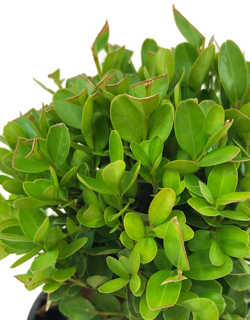 Buxus s. 'Suffruticosa'  4 inch