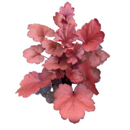 Heuchera 'Galaxy'- 1 gal