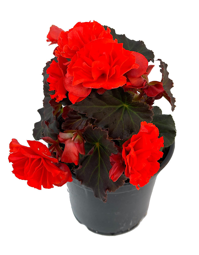 Solar Begonia