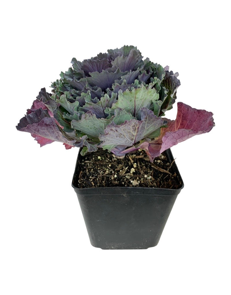 Cabbage 'Pigeon Purple'