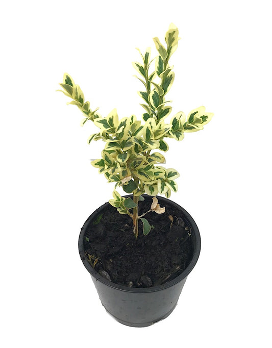 Buxus sempervirens 'Aureo variegata' - 4 inch