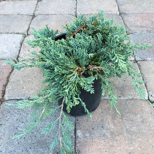 Juniperus horizontalis 'Wiltoni' - 1 gal