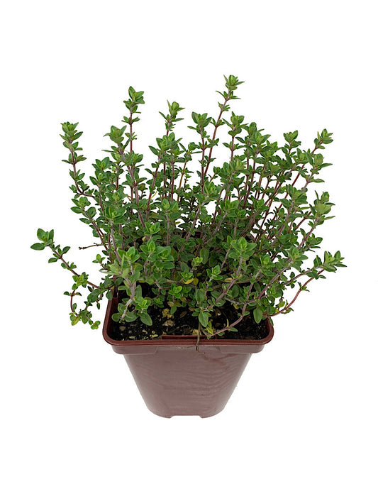 Thymus vulgaris 'English Wedgewood   4 Inch