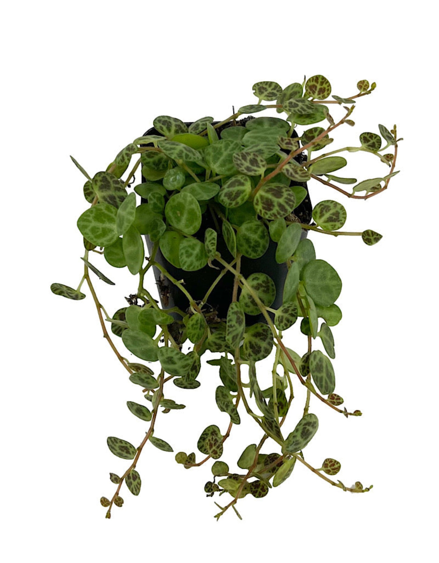 Peperomia prostrata 'String of Turtles'