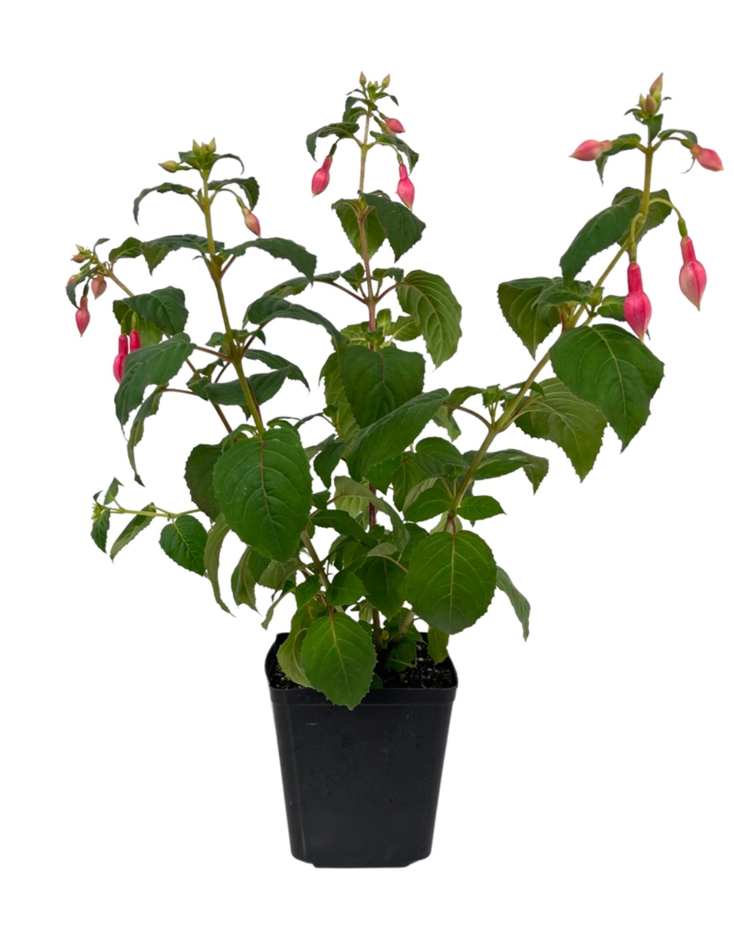 Fuchsia 'Yolanda Franck' 1 Gallon