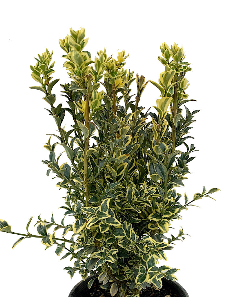 Buxus sempervirens 'Aureo variegata'  1 Gal